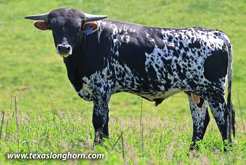 Queen Hand Calf 2025 - Photo Number: 26J_1551.jpg