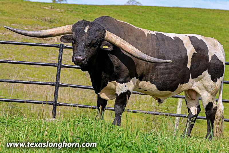 テキサスロングホーン Texas Longhorn Cows & Bulls for Sale in Ohio | Dickinson Cattle Co