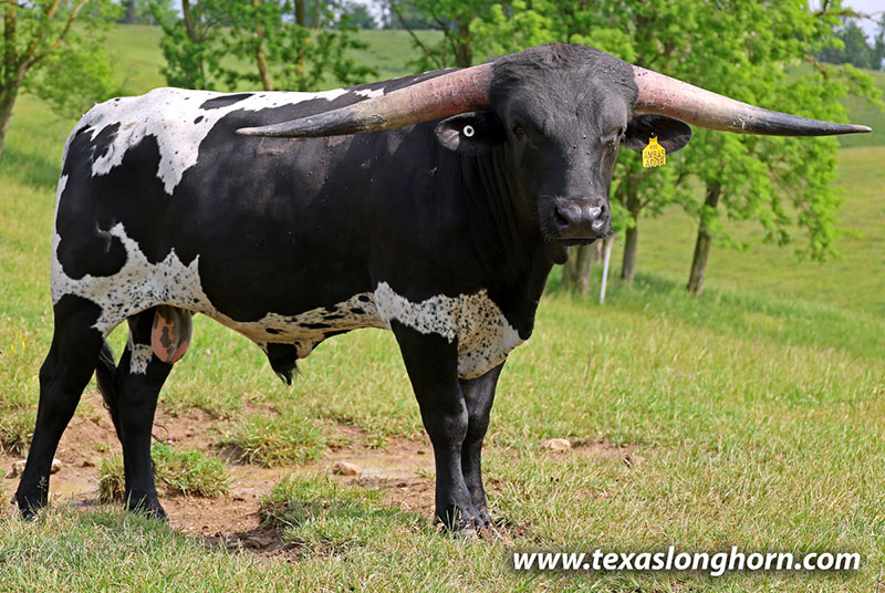 Texas Longhorn Cows & Bulls for Sale in Ohio | Dickinson Cattle Co