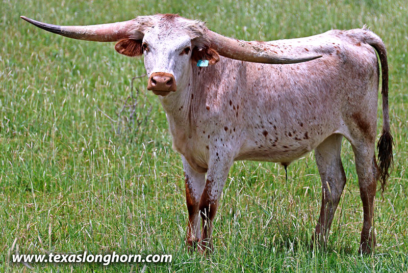 Royal Jumble Calf 2024 - Photo Number: 26J_2015.jpg