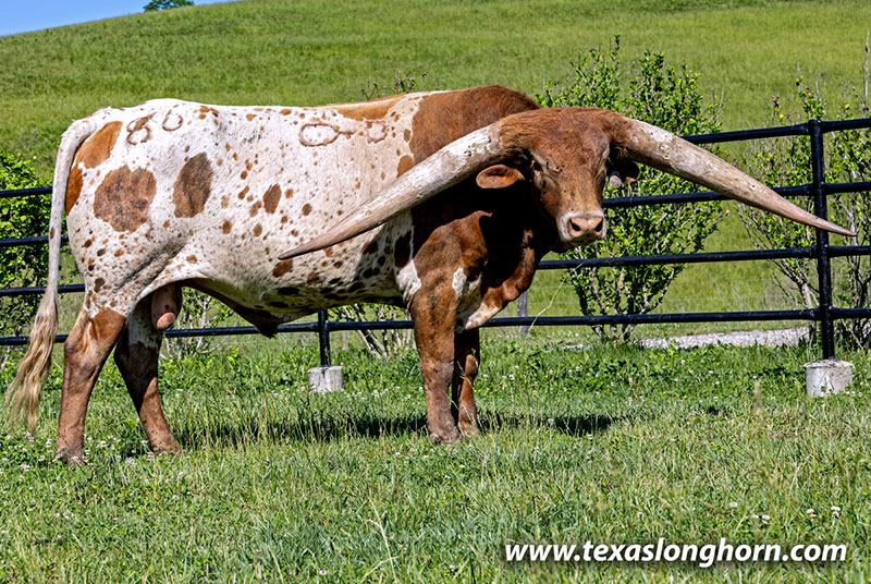 Texas Longhorn Cows & Bulls for Sale in Ohio | Dickinson Cattle Co