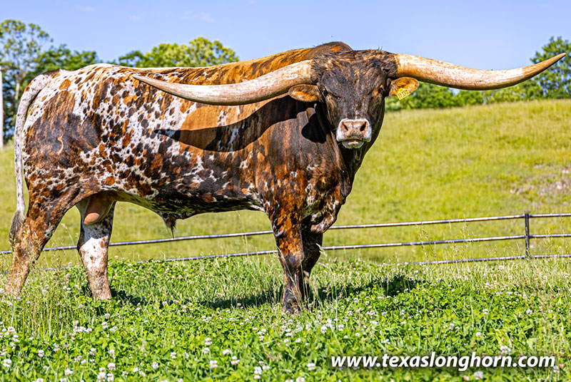 Texas Longhorn Cows & Bulls for Sale in Ohio | Dickinson Cattle Co