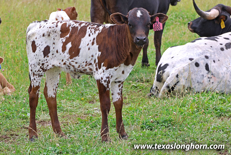 Ice Tool 2024 Calf 2026 - Photo Number: 26J_3086.jpg