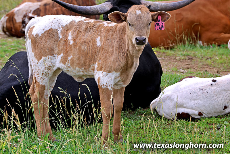 Mudflap Calf 2026 - Photo Number: 26J_3088.jpg