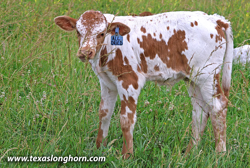 All Dried Calf 2026 - Photo Number: 26J_3115.jpg