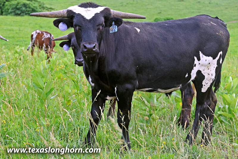 Texas Longhorn Cows & Bulls for Sale in Ohio | Dickinson Cattle Co