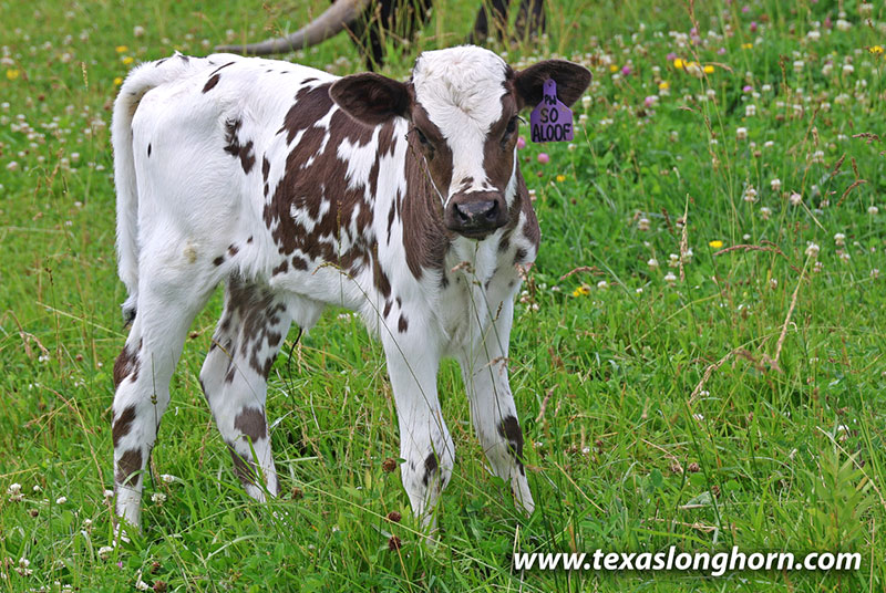 So Aloof Calf 2026 - Photo Number: 26J_3346.jpg