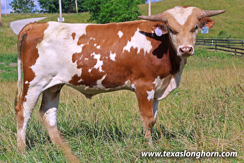 Sneaky Lady Calf 2025 - Photo Number: 26J_3588.jpg