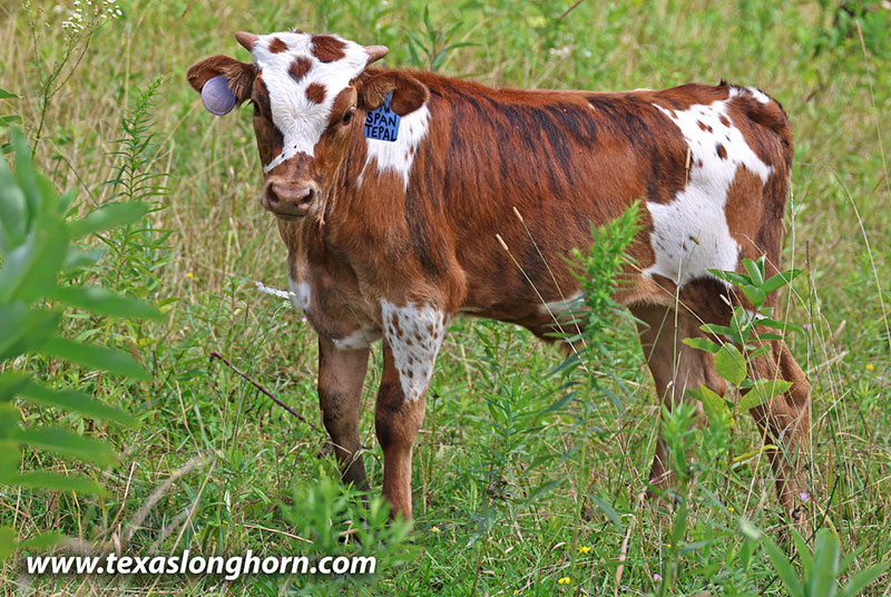Span Tepal Calf 2026 - Photo Number: 26J_3734.jpg
