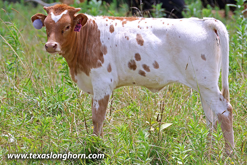Checkered Line Calf 2026 - Photo Number: 26J_3744.jpg