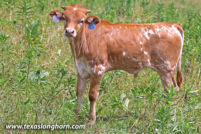 50 Tulips Calf 2026 - Photo Number: 26J_3780.jpg