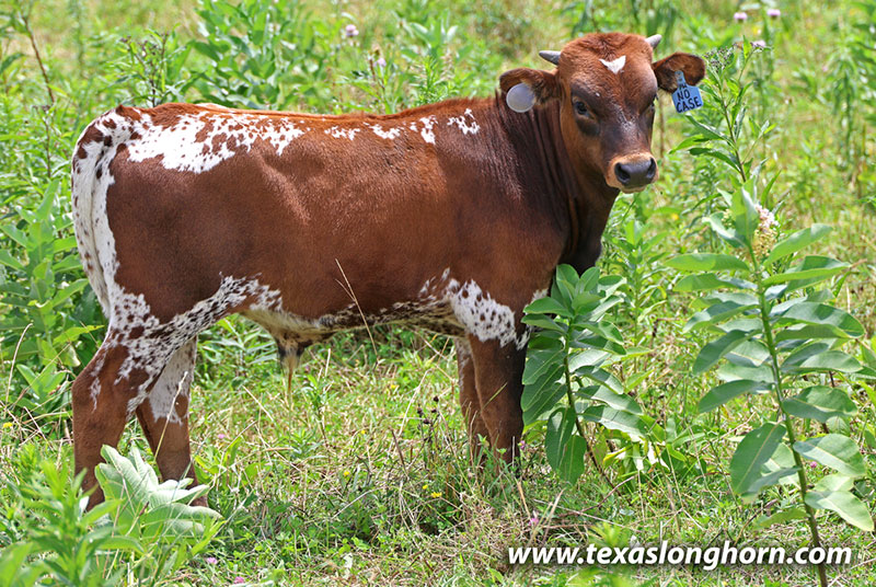 No Case Calf 2026 - Photo Number: 26J_3783.jpg