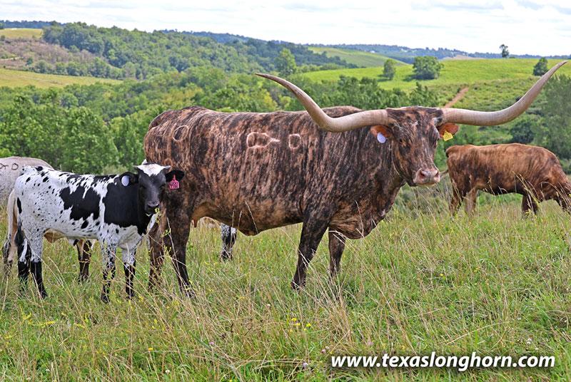 Lucky Tibb - Photo Number: 26J_3816.jpg