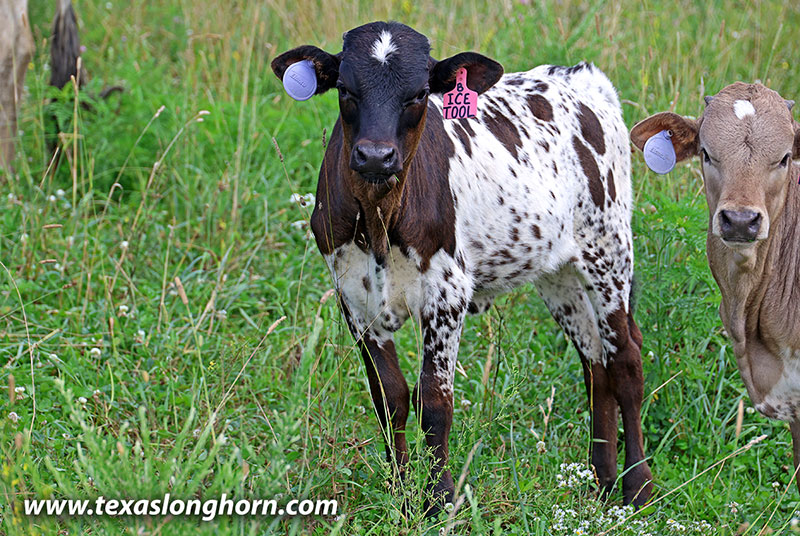 Ice Tool 2024 Calf 2026 - Photo Number: 26J_3846.jpg