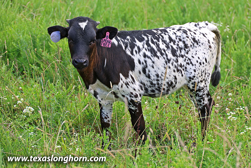 Speak Free Calf 2026 - Photo Number: 26J_3847.jpg