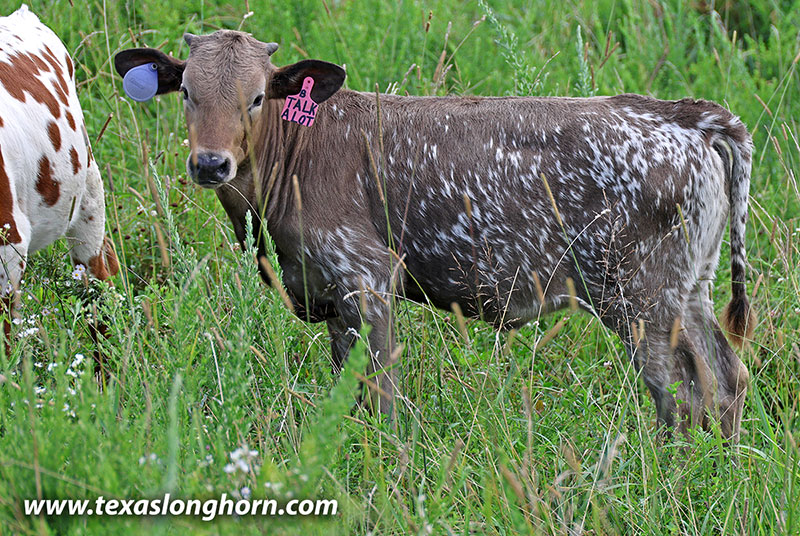 Talk A Lot Calf 2026 - Photo Number: 26J_3850.jpg