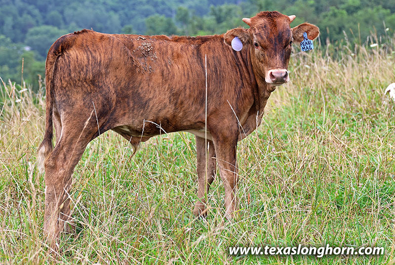 Pearl Magnum Calf 2026 - Photo Number: 26J_3891.jpg
