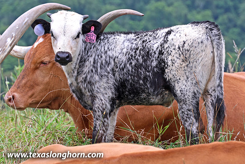 Rusty Struck Calf 2026 - Photo Number: 26J_3896.jpg