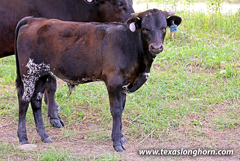 Shogun Calf 2026 - Photo Number: 26J_3930.jpg