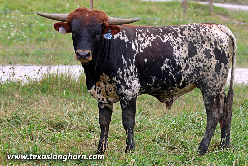 Jet Me Over Calf 2025 - Photo Number: 26J_4062.jpg