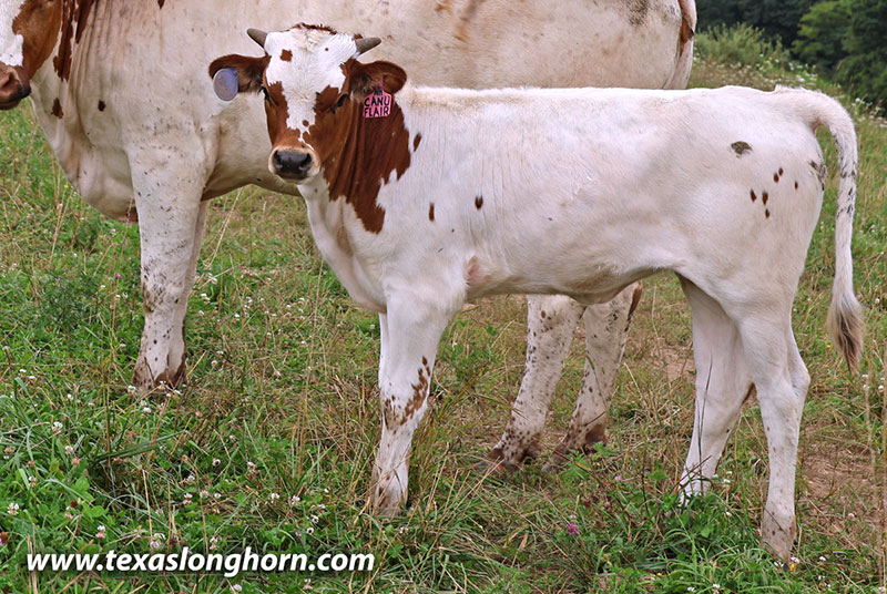Canu Flair Calf 2026 - Photo Number: 26J_4117_heifer.jpg