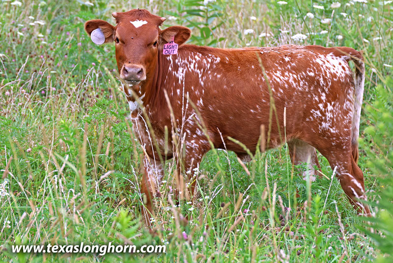 Lights Out Calf 2026 - Photo Number: 26J_4129.jpg