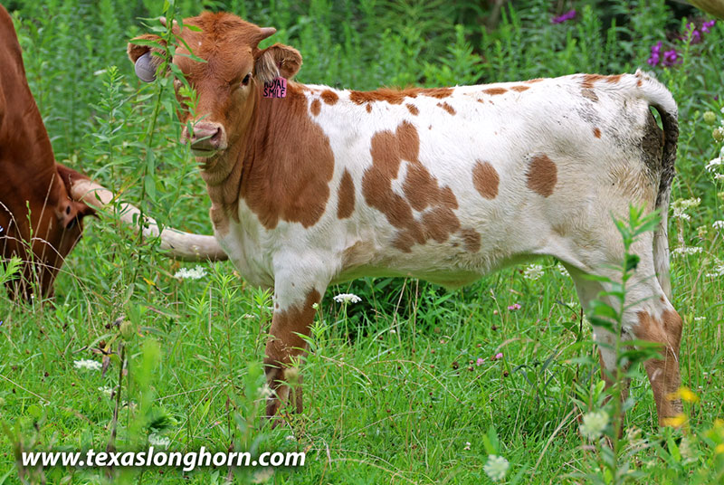 Royal Smile Calf 2026 - Photo Number: 26J_4218.jpg