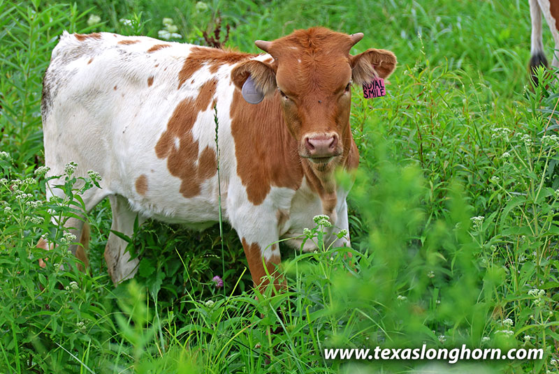 Royal Smile Calf 2026 - Photo Number: 26J_4228.jpg