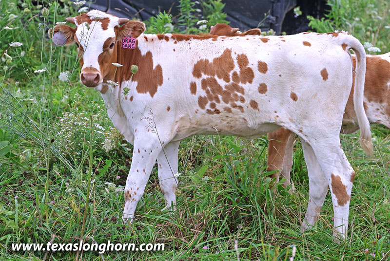 Drag Dance Calf 2026 - Photo Number: 26J_4243.jpg