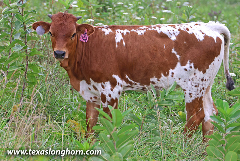 Fine Line Calf 2026 - Photo Number: 26J_4255.jpg