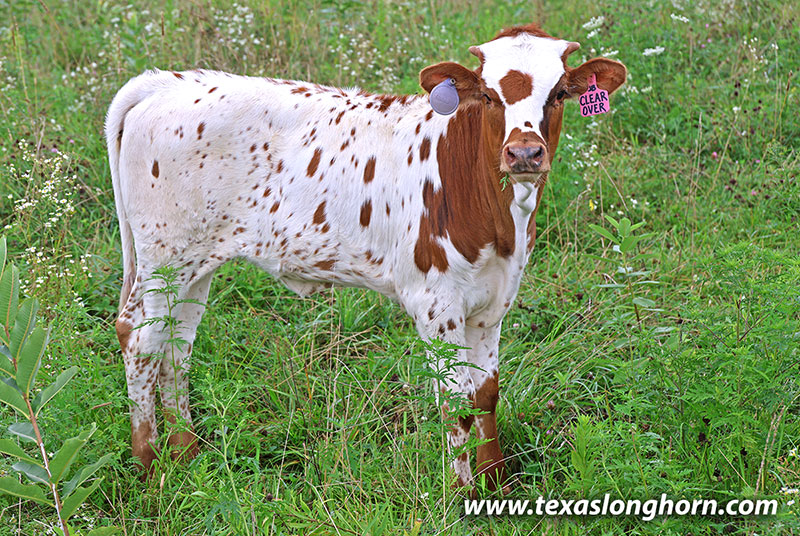 Clearly Over Calf 2026 - Photo Number: 26J_4271.jpg