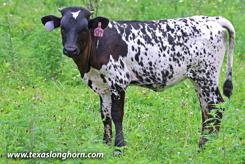 Speak Free Calf 2026 - Photo Number: 26J_4376.jpg