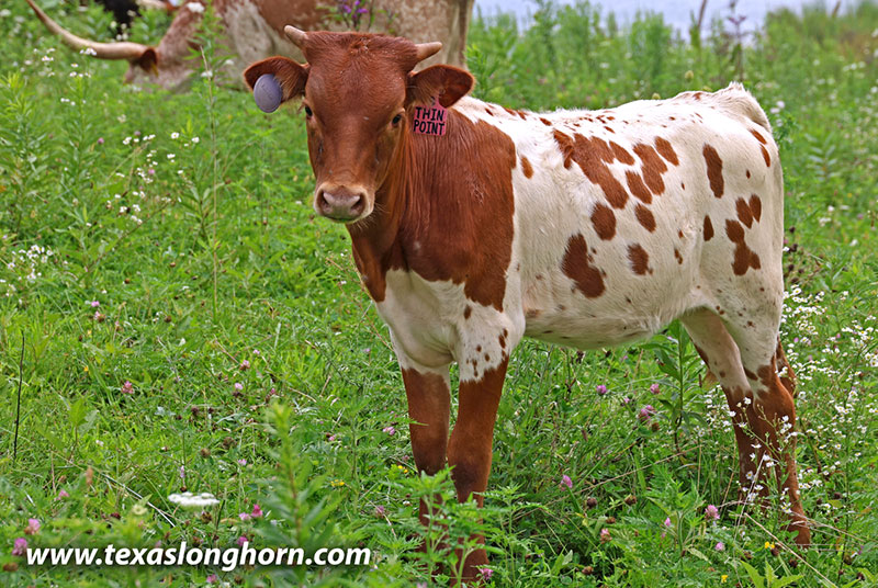 Thin Point Calf 2026 - Photo Number: 26J_4383.jpg