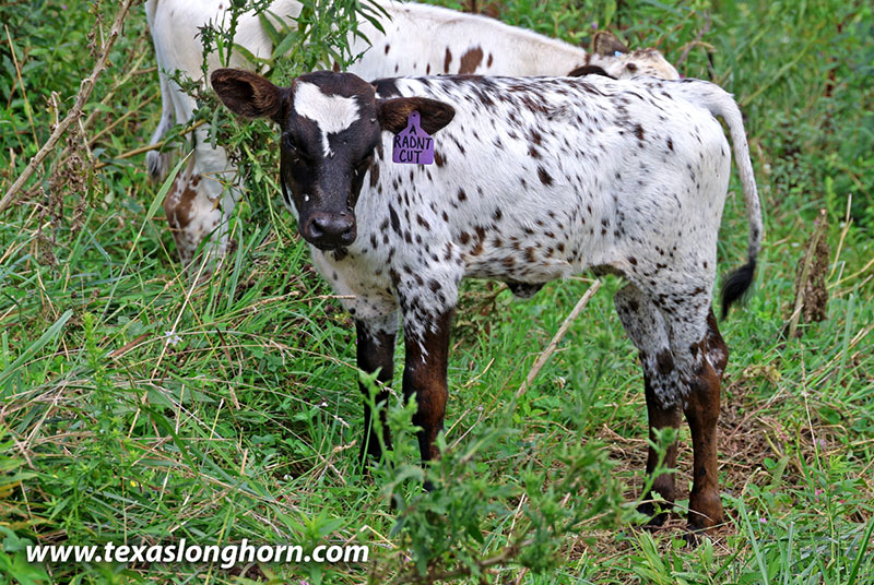 Radiant Cut Calf 2026 - Photo Number: 26J_4425.jpg