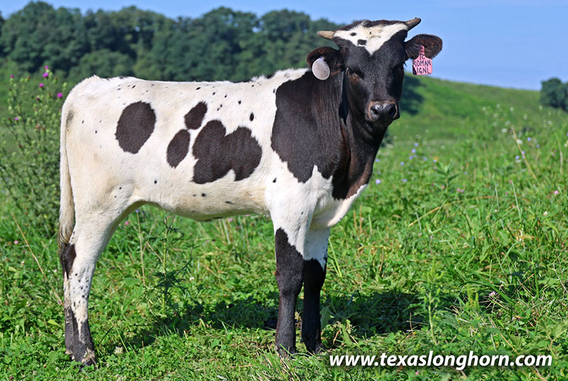 Roman Signal Calf 2026 - Photo Number: 26J_4523.jpg