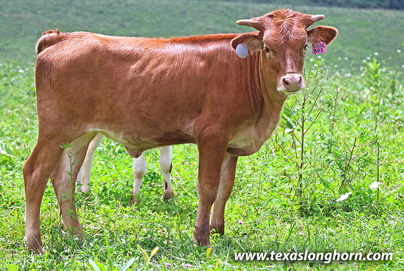 Tonic Box Calf 2026 - Photo Number: 26J_4562.jpg