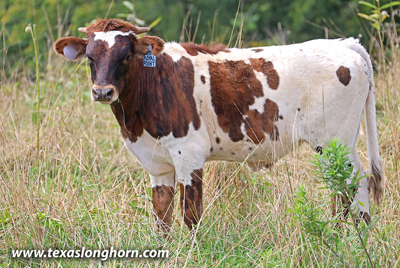 Royal Point Calf 2026 - Photo Number: 26J_4857.jpg