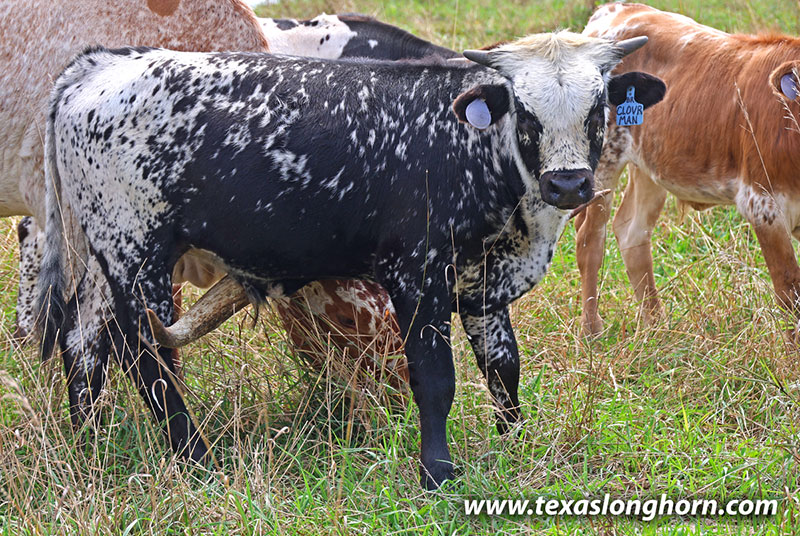 Cloverman Calf 2026 - Photo Number: 26J_4858.jpg