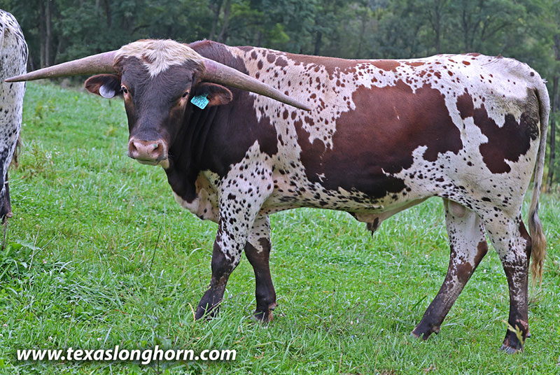 Cool Span Calf 2025 - Photo Number: 26J_4998.jpg