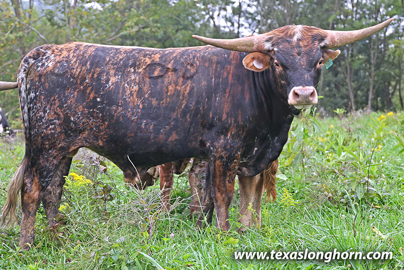 Untibbed Calf 2025 - Photo Number: 26J_5034.jpg