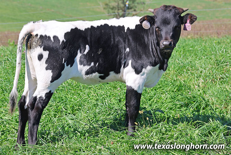 Point Elite Calf 2026 - Photo Number: 26J_5228.jpg