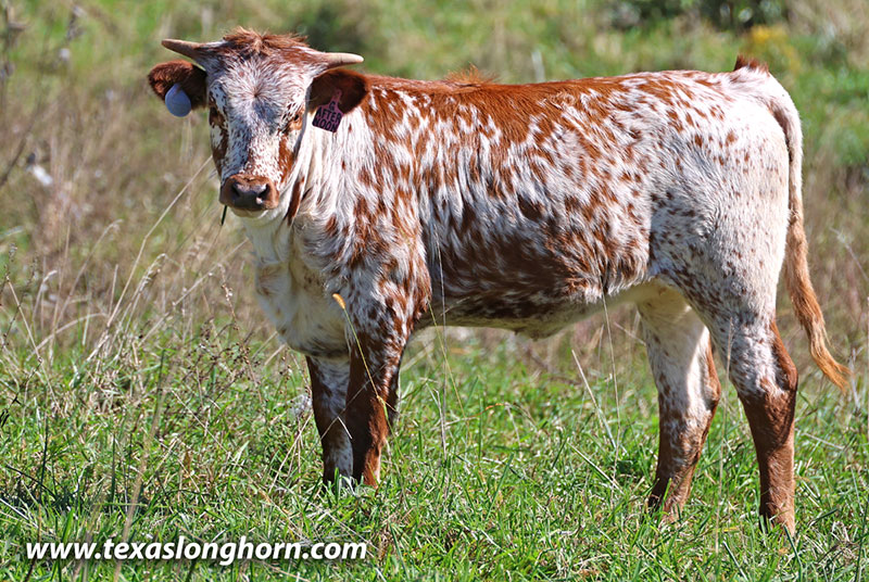 Afternoon Calf 2026 - Photo Number: 26J_5255.jpg