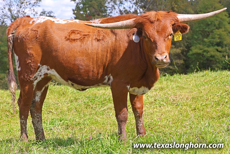Texas Longhorn Heifer_2025 - Spicy Hot - Photo Number: 26J_5278.jpg