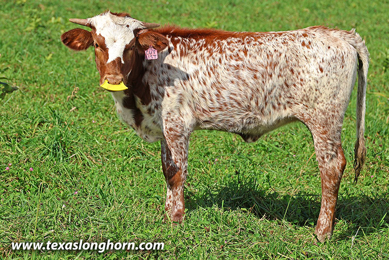 Cut List Calf 2026 - Photo Number: 26J_5490.jpg