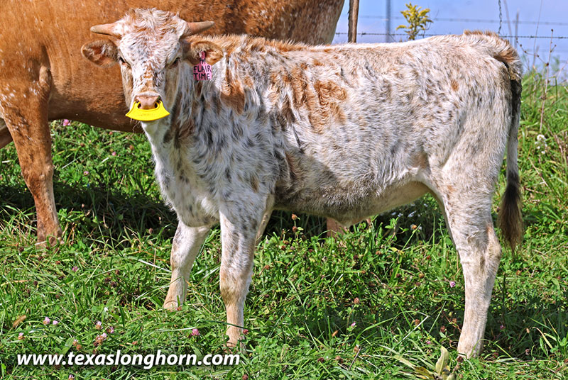 Flair Time Calf 2026 - Photo Number: 26J_5496.jpg