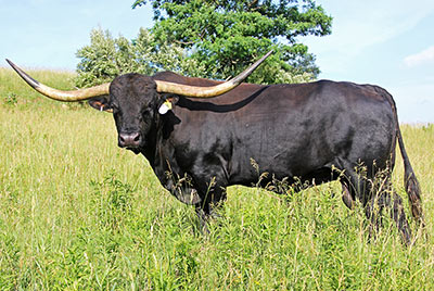 Jet Black Chex - Photo Number: B_2768.jpg