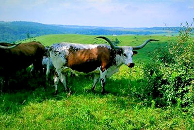 C3 Lady - Photo Number: C3-Lady.jpg
