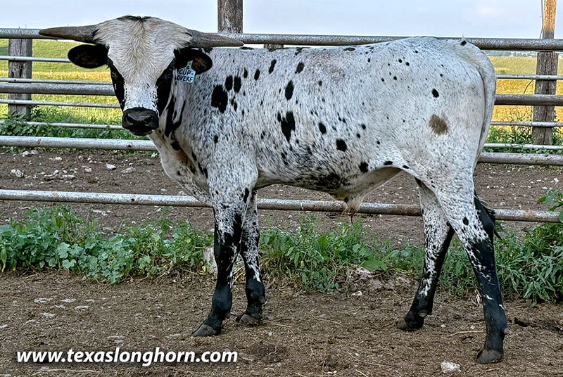 Cup Overflowing Calf 2025 - Photo Number: CP_0270_Cup_Overflow_25-20260709.jpg