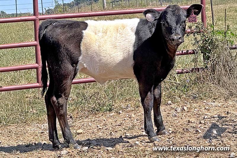 Smoke Zone Calf 2025 - Photo Number: CP_1028_Smoke_Zone_25-20250910.jpg
