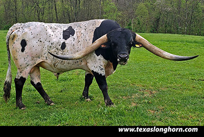 Long Rider - Photo Number: CP_1813_Long_Rider-20220504.jpg